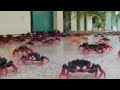 BBC: Cuban Red Crab Invasion - Wild Caribbean