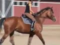 Tara from Finland (horse) / Tara desde Finlandia (caballo)