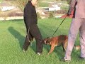 Mambo & trainer Rob Li