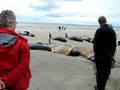videos de stranded whales at Stanley Tas