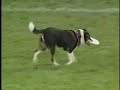 America's Best Frisbee Dogs Chicago Bears Halftime Show