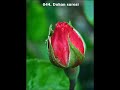 044. Duhan Suresi - Kur'an-ı Kerimed-duhânPamukculuCihan---duhan suresi kuran kuranikerim kuranıkerim kuranı kerim kur'an kur'anı kerim kur'anıkerim kur'an-ı kerim kur'ân kur-an koran al-fatiha el-fatiha al fatiha el fatiha allah rab ilah illah tanri tanrı sure ayet ayeti kerime ayet-i ayetler hoca türbe türbeler namaz ramazan ramadan Muhammed Hz. Muhammed elifbe elifba elif alifba alifbe alif arapca arapça suudi arabistan mekke kaabe kabe kâbe kâabe cennet cehennem sirat sırat köprüsü amin allahu ekber allahû ekber bismillah besmele bismillahirrahmanirrahim bismillahirrahmanirrahiym türkiye türk turkiye turk turkey turkei islam muslime moslem müslüman iraq afganistan iran turkmenistan syria anatolia anatolien balikesir balıkesir pamukçu pamukcu bengi atatürk ataturk vatan cumhuriyet bayrak namus seref şeref gül gul yaratan bağışlayan ulu cami camii tesettür melek seytan şeytan cinler mescit mescid hacı haci hacilar hacılar umre mit milli istihbarat teşkilatı teskilati terör asker rekat rekât hafız seccade esmaül hüsna kenzül ars melekler seytanlar mümin muslim muslime adem ile havva hava nuh süleyman ibrahim ismail ali meryem maria halife isa joseph josef jesus peygamber peygamberler baatil inanc nazar duasi dua duâ dualar cüz heiliges buch arabisch arabic arabish arap araplar libya sudan libyen oman yemen jemen sam ahiret kiyamet alametleri alamet iblis melake ser cin kötülük rüya tabiri rüya tairleri yer gök günes yildiz yildizlar ay nasrettin hoca iman inanc cagri mesaj dinci osmanli osmanliar zekat hayir fakirlere yardim etmek fal fallr oklar salavat-i tefriciye kuranin kalbi yasin suresi yaratilis yaratmak dua etmek tapmak put putlar simsek sarpmasi sarpma ecel kader alin yazi töre intikam zemzem suyu kutsal topraklar ömer fatih sultan mehmet osman gazi atatürk gaziler sehit sehitler vatansever hain hainler nefret öfke zeybek zeybekler mezar mezarlar mezar tasi ruh ruhlar cenaze ilahi dinle dinlemek hakk hak allahu teala rabbim rabbimiz bas örtüsü türban yazma oya deprem sel kaza idam cinayet ölüm kan uykusu kurtlar vadisi pusu irak terör kvp kv sagir oda sagiroda polat alemdar aras dagli necati sasmaz memati bas abdülhey güllü erhan zahit zahid oguz bey galip hoca arkadas bilgisayarci hacker hack java c++ c# c perl pascal delphin php html xml code red tamer sahin alevi sünni kurban bayrami seker bayrami kürt sii oruc oruclar bayram namazı namazi kilmak kılmak abdest abdest almak cuma namazı namazi ögrenmek öğrenmek prophet profet terror teror alim ilim bilim teknoloji cumhuriyet cagdas demokrasi ömer celakil zekeriya zekerriya beyaz yasar nuri öztürk ezan