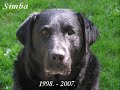 Labrador retriever