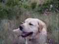 Labrador Retriever video