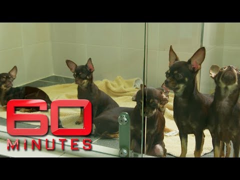 The pros and cons of pet cloning. Would you do it? | 60 Minutes Australia