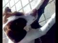 videos de Cuto Pointer Centinela