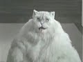 Fette Katze