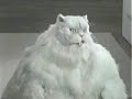 Fette Katze Fette Katze