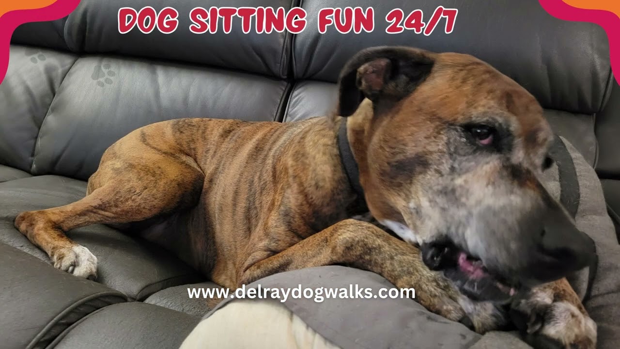 Delray Dog Walks Dog Sitting Fun with Ozzie