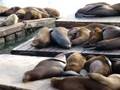 videos de 2008_USA_SF_Sea_Lions_at_Pier39