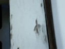 Cat Spider VS Grasshopper! Part 5