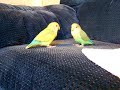 Lovebird Chase