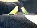 Lovebird Chase