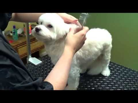 Puppy Cut Ears - Different Shapes - Do-It-Yourself Dog Grooming