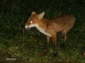 FOX , LAPE , LISA , wild animal wild music