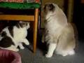 Fighting cats.フェイフェイとまあじゅのケンカ