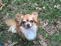 Chuy Chihuahua