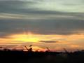 Lonesome Dove