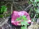 Backwoods Downtown Crazy Madison Mystery Backwoods Downtown Crazy Madison Mystery