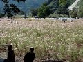 高知県越知市のコスモス村