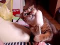 ティガー社長の大好物！ その顔はめちゃかわいい！ +°。°+ Λ＿Λ★ Λ＿Λ★ Λ＿Λ★°+°。°+ °。 (＾▽＾) (＾▽＾) (＾▽＾) ━━━━━━U ━ U━━━━━━U ━ U━━━━━━U ━ U━━━ profile.ameba.jp あ(￣○￣)り(￣◇￣)が(￣△￣)と(￣0￣)う※貴方はメーカー様のリペアで満足ですか？ plaza.rakuten.co.jp ☆CD&DVD&デジタル製品楽器家☆エクサイト335amazon支家astore.amazon.co.jp ★楽器家☆エクサイト☆335修理全国受付中★ plaza.rakuten.co.jp buyma☆日本中・世界中の人がバイヤーとなって商品をセレクトし、あなたにお届けします。 www.buyma.com ※修理依頼＆注文は24時間365日受付中じゃ！ www.formzu.net +°。°+ Λ＿Λ★ Λ＿Λ★ Λ＿Λ★°+°。°+ °。 (＾▽＾) (＾▽＾) (＾▽＾) ━━━━━━U ━ U━━━━━━U ━ U━━━━━━U ━ U━━━