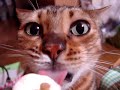 ティガー社長のアイスキャンディーペロペロ！@The animation to which a cat eats ice
