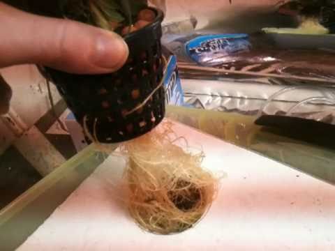 how to grow mmj clones
