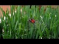 red-backed jumping spider (female) in wheat grass