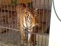GERITA Y EL TIGRE