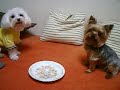 Dogs Fight \"Hold-Tight Contest\"