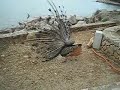 LOKRUM-PLES PAUNA