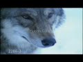 Wolves