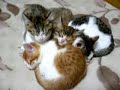 pinurl.com SATU PENDEDAHAN...