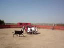 The Koldo Circus