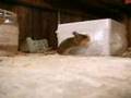 Souris voleuse