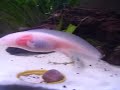 My Axolotl.