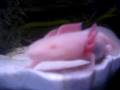 My Axolotl.