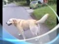 Labrador Retriever video