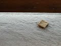 ants ants