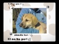 Cachorros Arca de Noe-Sevilla.Urgentes
