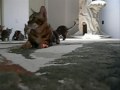 bengal cats