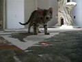 bengal cats