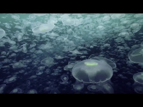 Открытый океан: 10 часов отдыха океанских пейзажей / BBC Earth