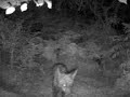 Raposa (Vulpes vulpes)