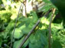 Newly hatched praying mantis