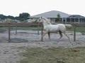 Palomino Anglo Arabian filly Palomino Anglo Arabian filly