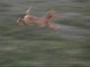 vizsla (Chulak princess fibi)