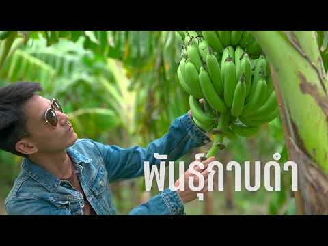 อีสาน GI สินค้าไทยสู่สากล l กล้วยหอมทองหนองบัวแดง จังหวัดชัยภูมิ