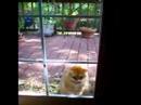 Red Cat Polishes the Door