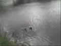La danse des canards